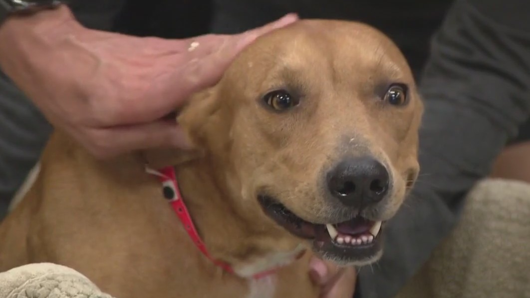 Chandler animal abuse case: Dogs reunited with previous rescues